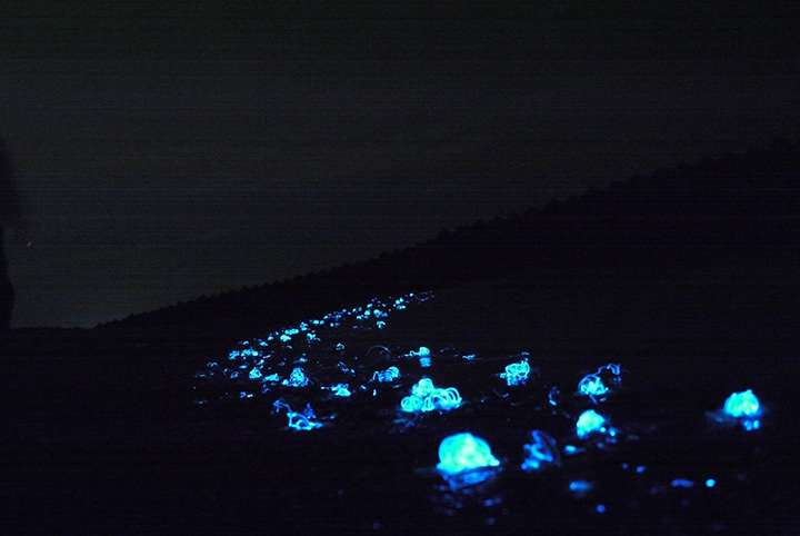 幻想的な「ホタルイカの身投げ」を見に富山湾へ。とって食べてみた - びゅうたび