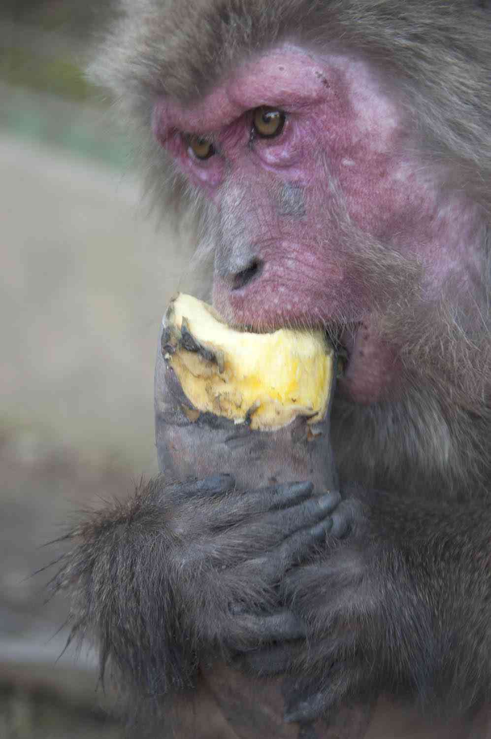 動物が食事しているところを見たい