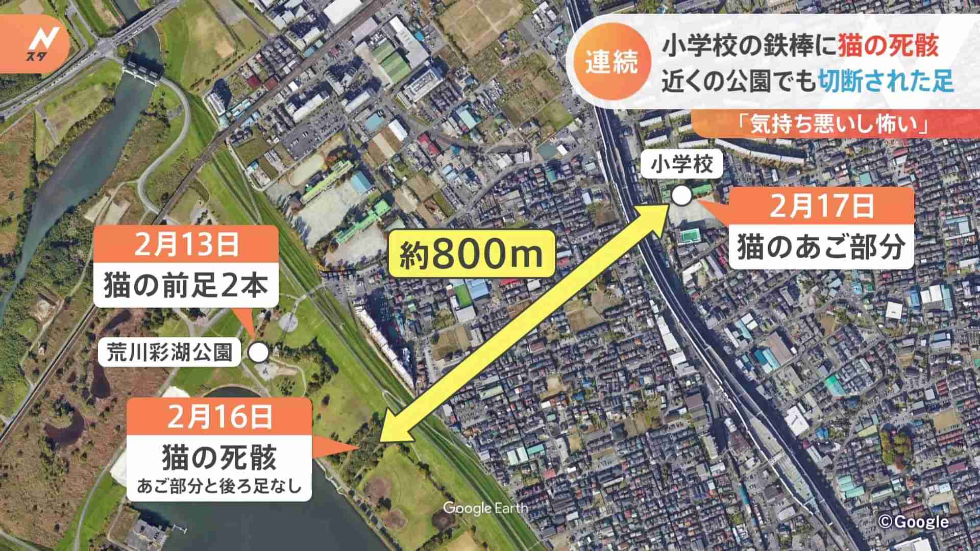 猫の“死骸”が小学校の鉄棒に　近くの公園でも切断された足が　さいたま市 | TBS NEWS DIG (1ページ)