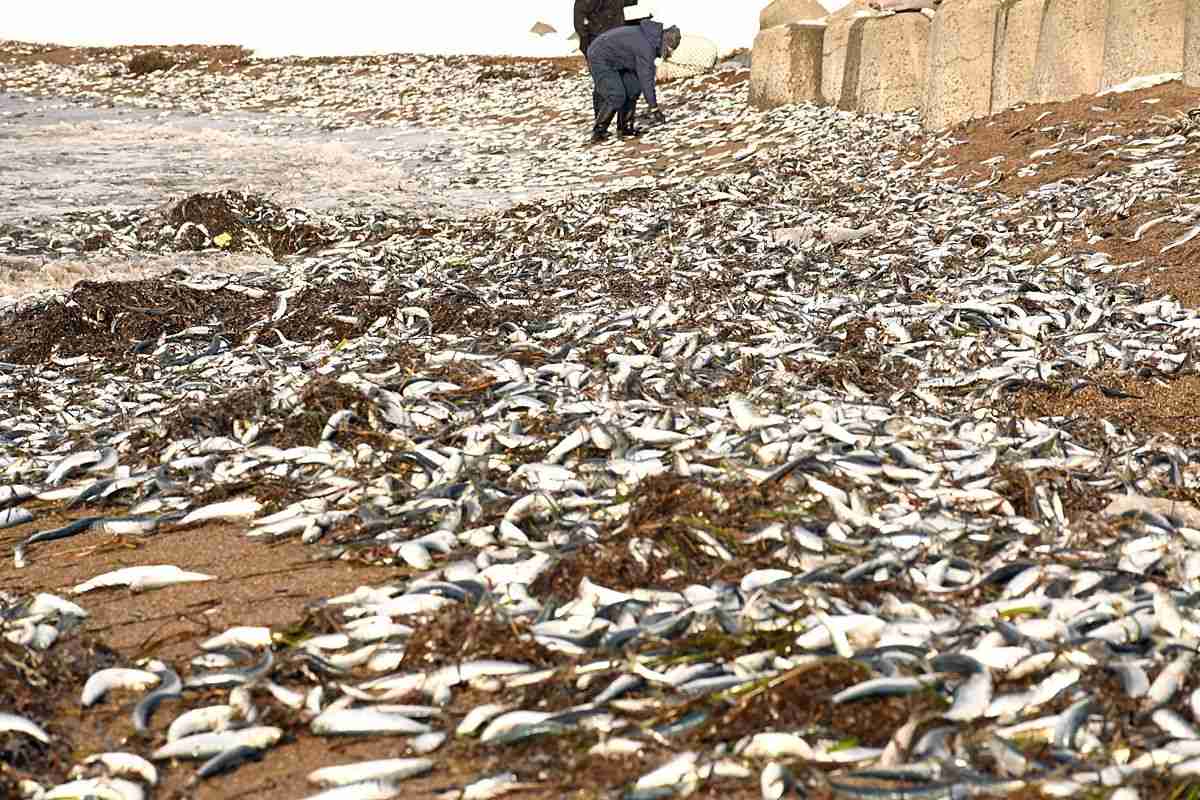 海岸にイワシ大量漂着　青森県野辺地町　水温低下、逃げ遅れか（Web東奥） - Yahoo!ニュース