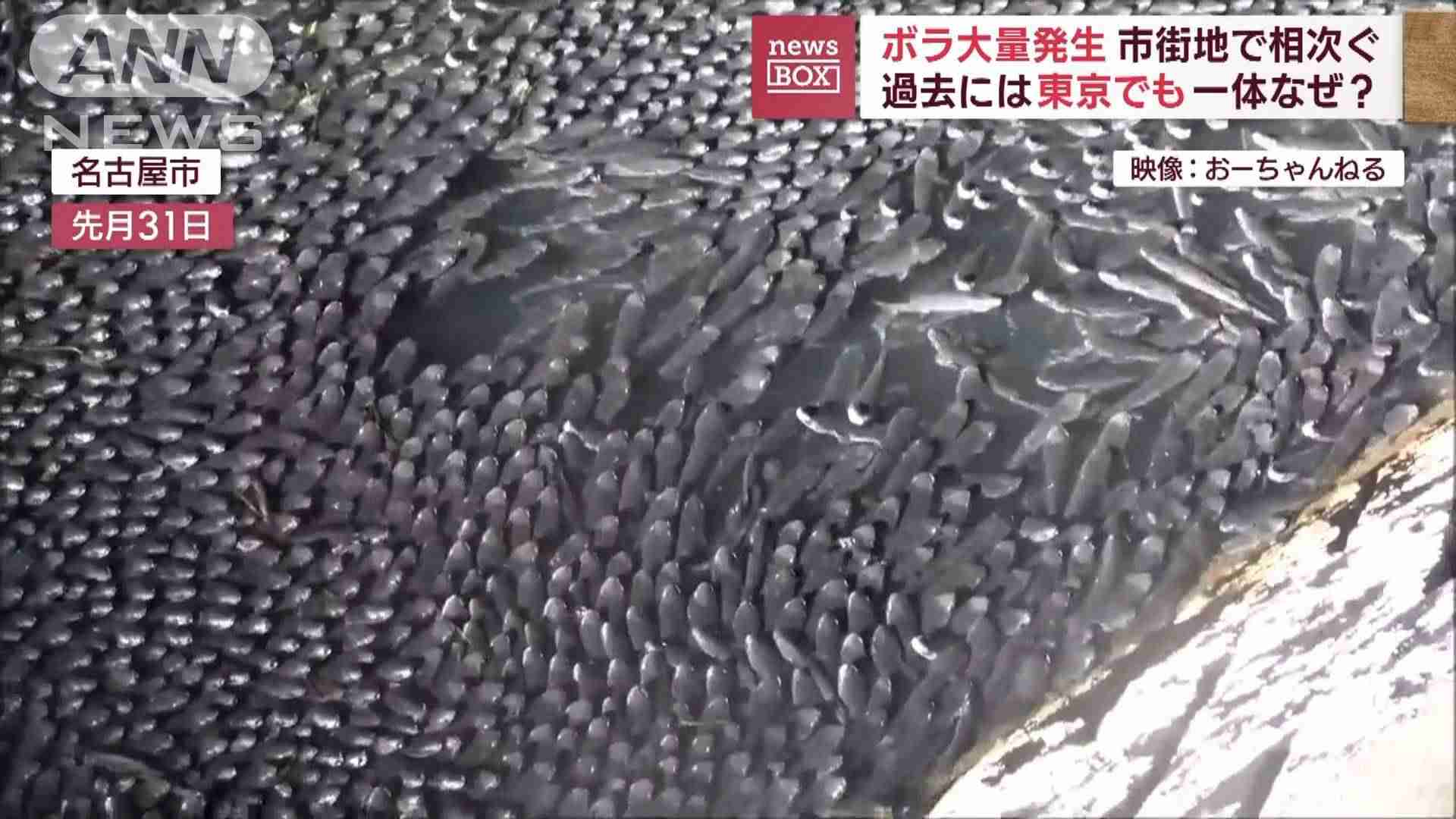 「うわ、このへんヤバ！」ボラ“大量発生”市街地で相次ぐ　過去には東京でも…なぜ？