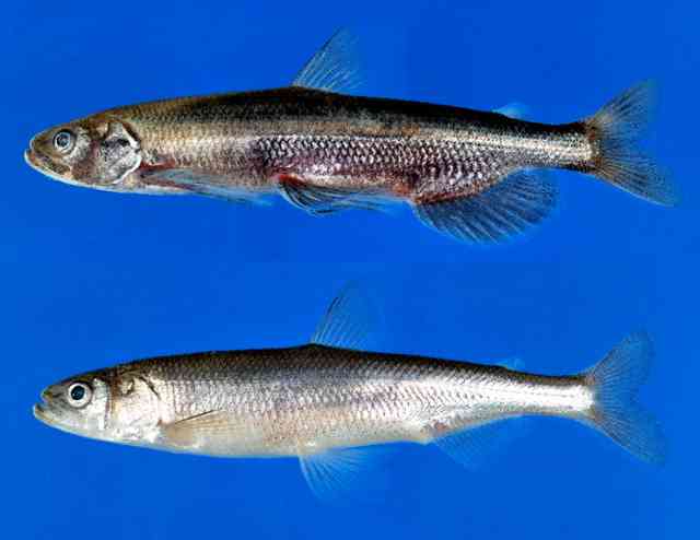 食用魚シシャモ、北海道で激減なぜ？　実験でナゾを「解明」（朝日新聞デジタル） - Yahoo!ニュース