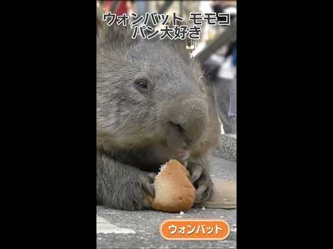 ウォンバット モモコ パン大好き #Shorts - YouTube