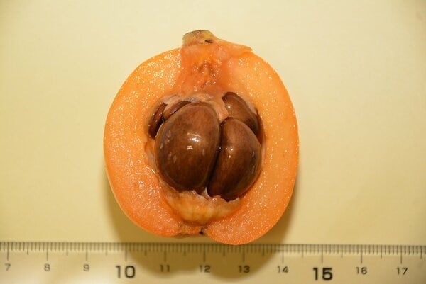 「ビワの種の粉末は食べないように」農水省が注意喚起…根拠不十分な“がんに効果”情報が拡散？理由を聞いた｜FNNプライムオンライン