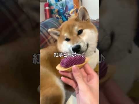 犬ガチャ成功した飼い主#short - YouTube