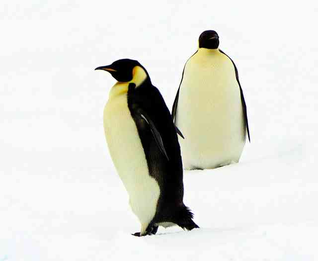 もはやゴリラ？巨大ペンギン化石発見　体重150キロ「怪鳥」の新種 - ライブドアニュース