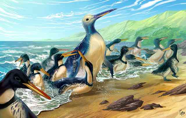もはやゴリラ？巨大ペンギン化石発見　体重150キロ「怪鳥」の新種