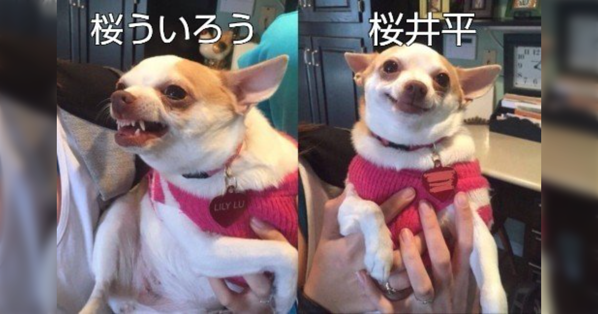 超過激極左アカウント「桜ういろう」インスタから身バレ、元毎日新聞の本社記者か - Togetter