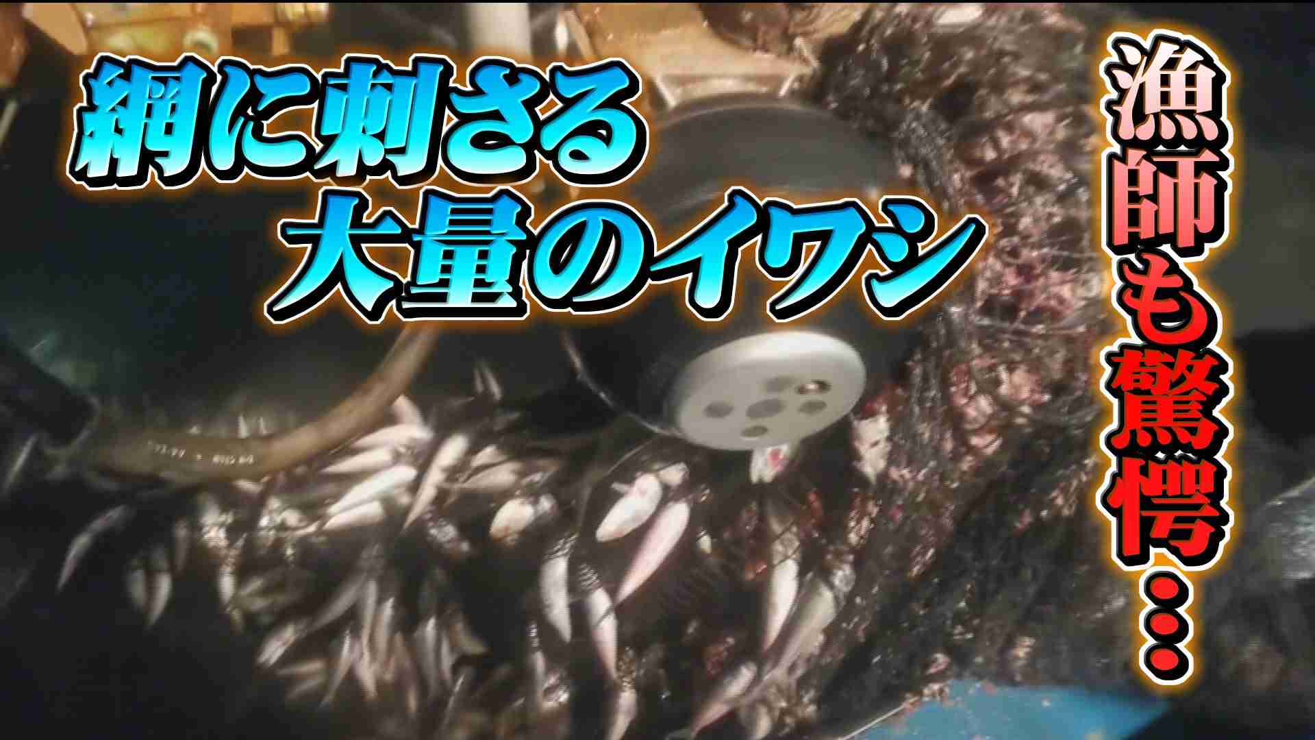 “尋常じゃない量”のイワシ 定置網が壊れ…海岸にも延々と なぜ? 富山湾に異変（チューリップテレビ） - Yahoo!ニュース