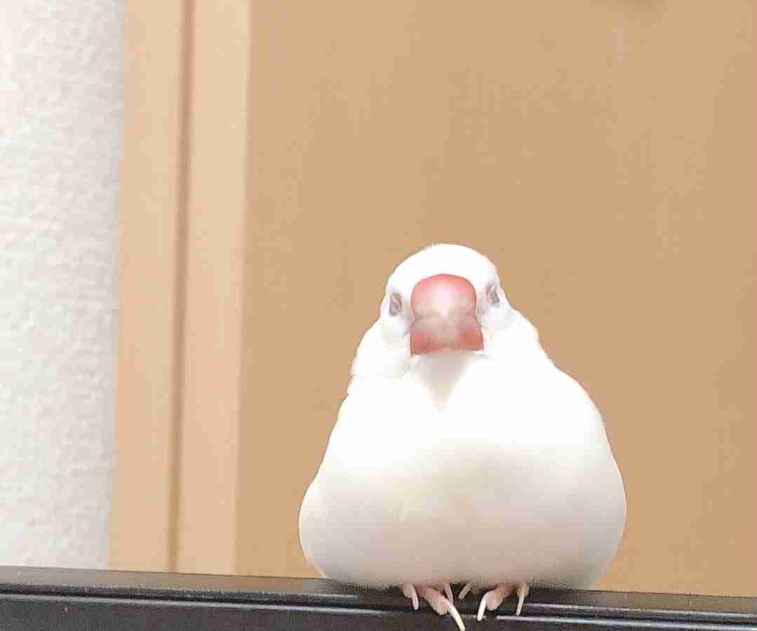 文鳥好きさん、集まりましょう！