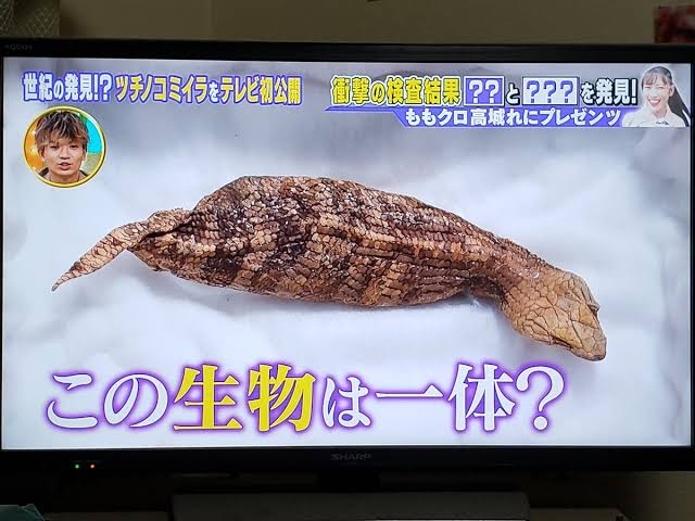 ツチノコ発見なるか?賞金131万円 5月に4年ぶりフェス 岐阜