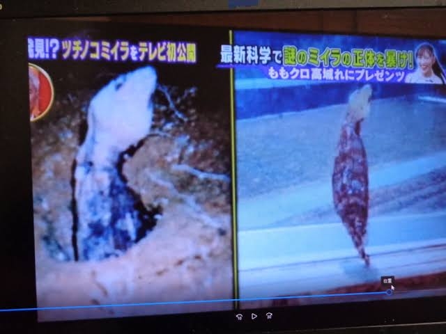 ツチノコ発見なるか?賞金131万円 5月に4年ぶりフェス 岐阜