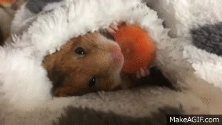 動物が食事しているところを見たい