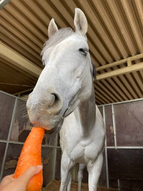 動物が食事しているところを見たい