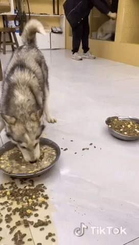 動物が食事しているところを見たい