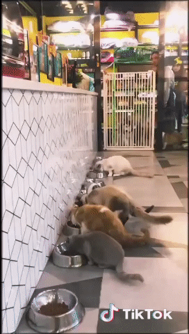 動物が食事しているところを見たい
