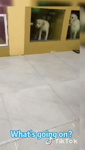 動物が食事しているところを見たい
