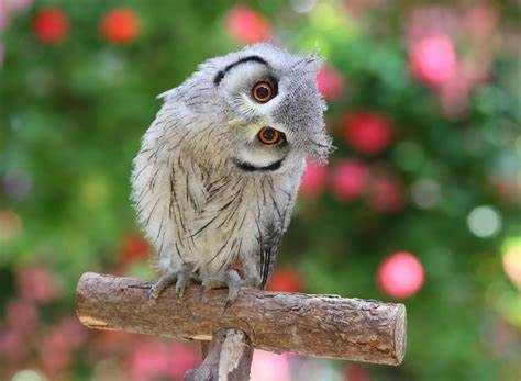もはやゴリラ？巨大ペンギン化石発見　体重150キロ「怪鳥」の新種