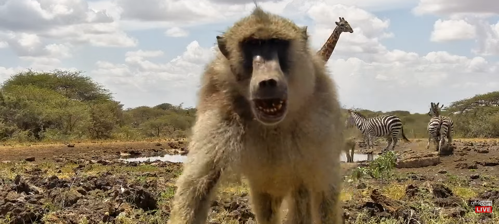 野生動物の監視カメラを見つけたクマ、自撮り写真400枚超を残してパークレンジャー爆笑（米）