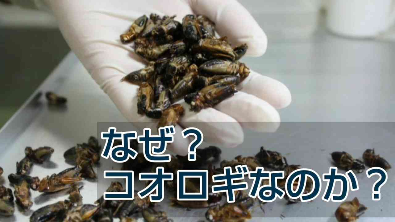 なぜ？コオロギなのか？ - ニコニコ動画