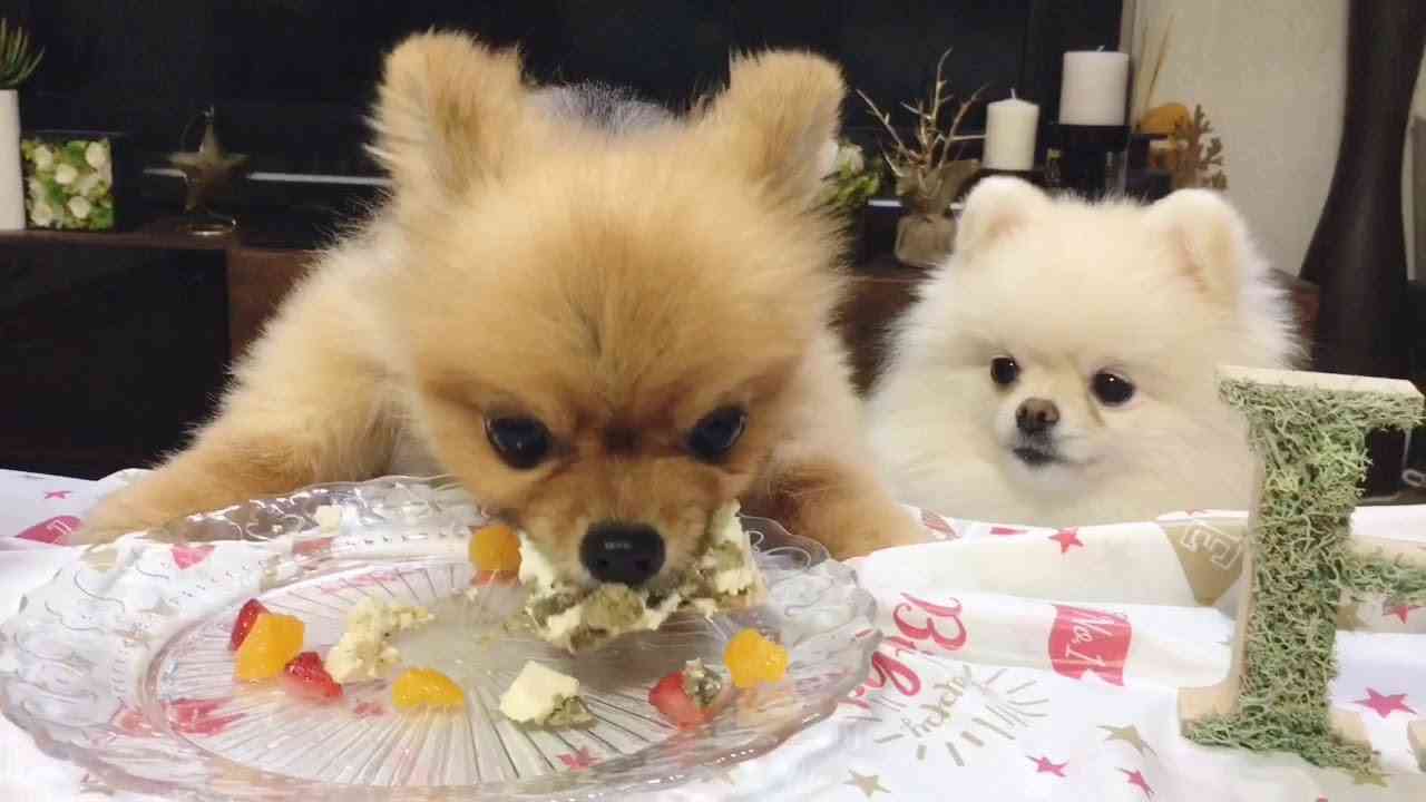 大食いポメラニアンのコテツ！妹のお誕生日ケーキを２口で完食！！ - YouTube