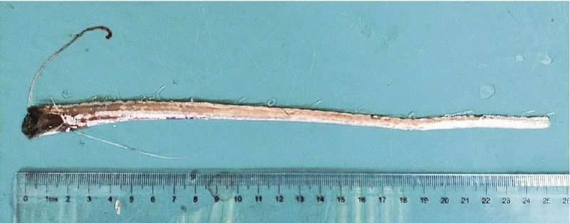 浅い海にリュウグウノツカイ　白浜で見つかる：紀伊民報AGARA