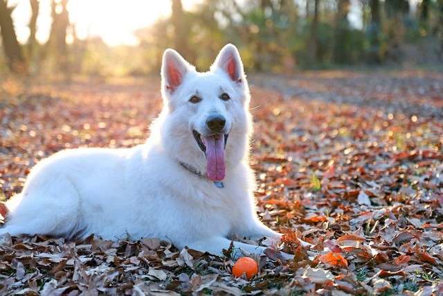 愛犬と散歩中「刃物を振りかざす不審者」と遭遇　警察もマークする「犯罪予備軍」から身を守るには？（まいどなニュース） - Yahoo!ニュース