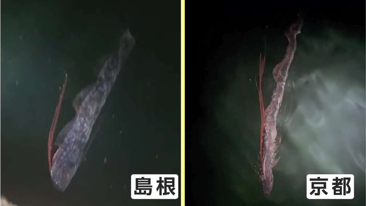 幻の深海魚「リュウグウノツカイ」わずか4日で2度目撃…何が起きている?日本沿岸で発見続く理由は（FNNプライムオンライン） - Yahoo!ニュース