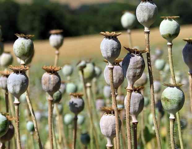 	People with cocaine- and opioid-use disorders infected with COVID-19 have greater risk of endocarditis