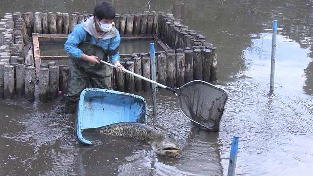 東京・有栖川宮記念公園の巨大ナマズ　引っ越し間際に死す　人間の“エゴ”に翻弄された生涯（日テレNEWS） - Yahoo!ニュース