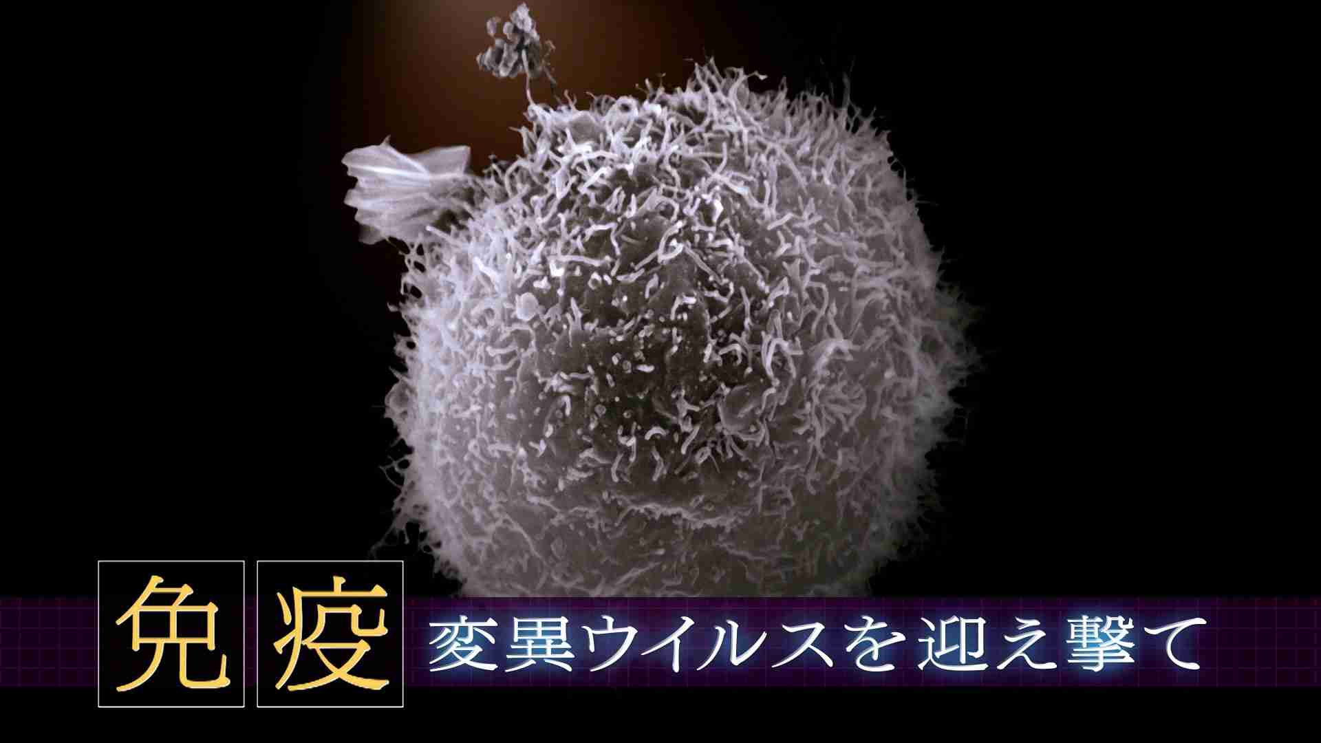「“免疫” 変異ウイルスを迎え撃て」 - ヒューマニエンス 40億年のたくらみ - NHK