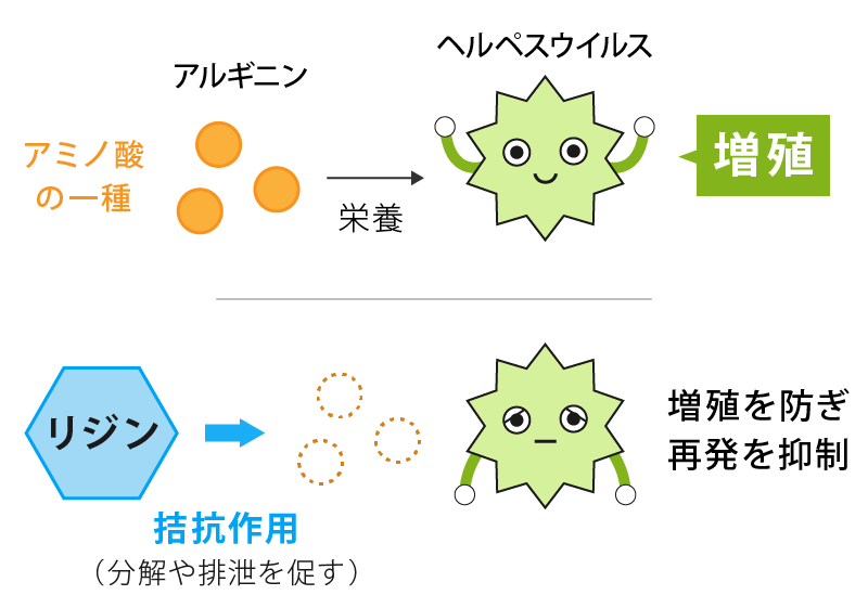口内炎やヘルペスができやすい