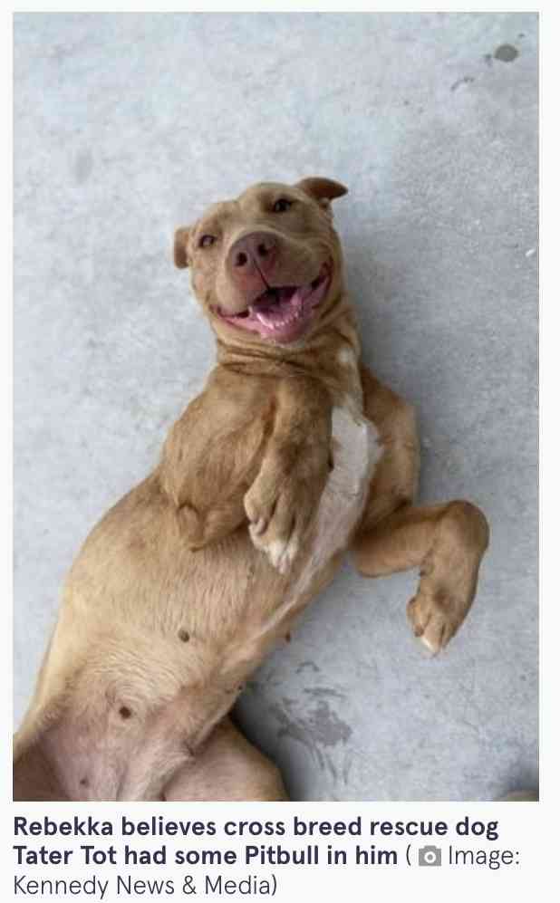 動物保護施設から引き取った犬、翌日に3歳女児に襲いかかり頬を噛みちぎる(米)