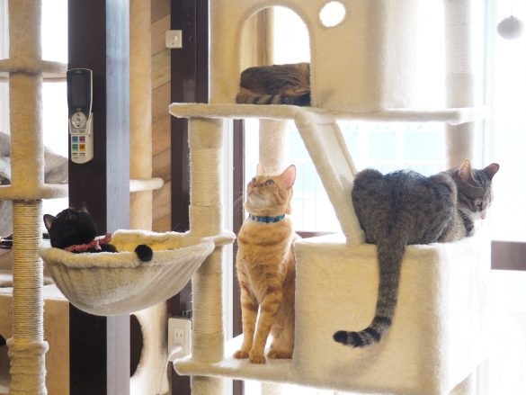 社猫8匹の働きぶりがスゴい！印刷会社が“猫から発想して大人気になった企画”とは