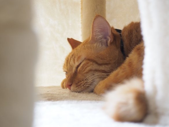社猫8匹の働きぶりがスゴい！印刷会社が“猫から発想して大人気になった企画”とは