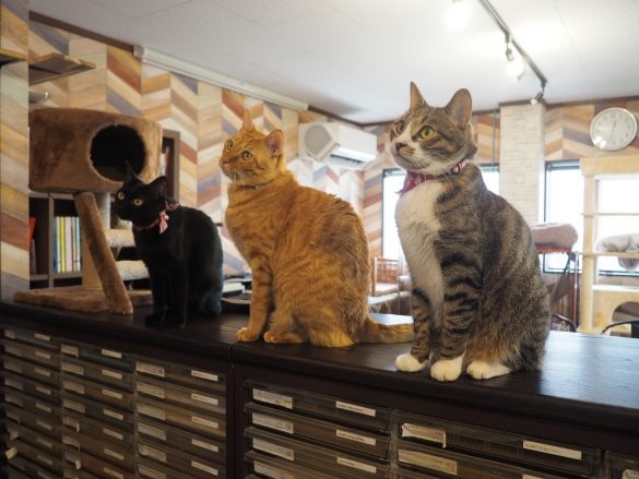 社猫8匹の働きぶりがスゴい！印刷会社が“猫から発想して大人気になった企画”とは