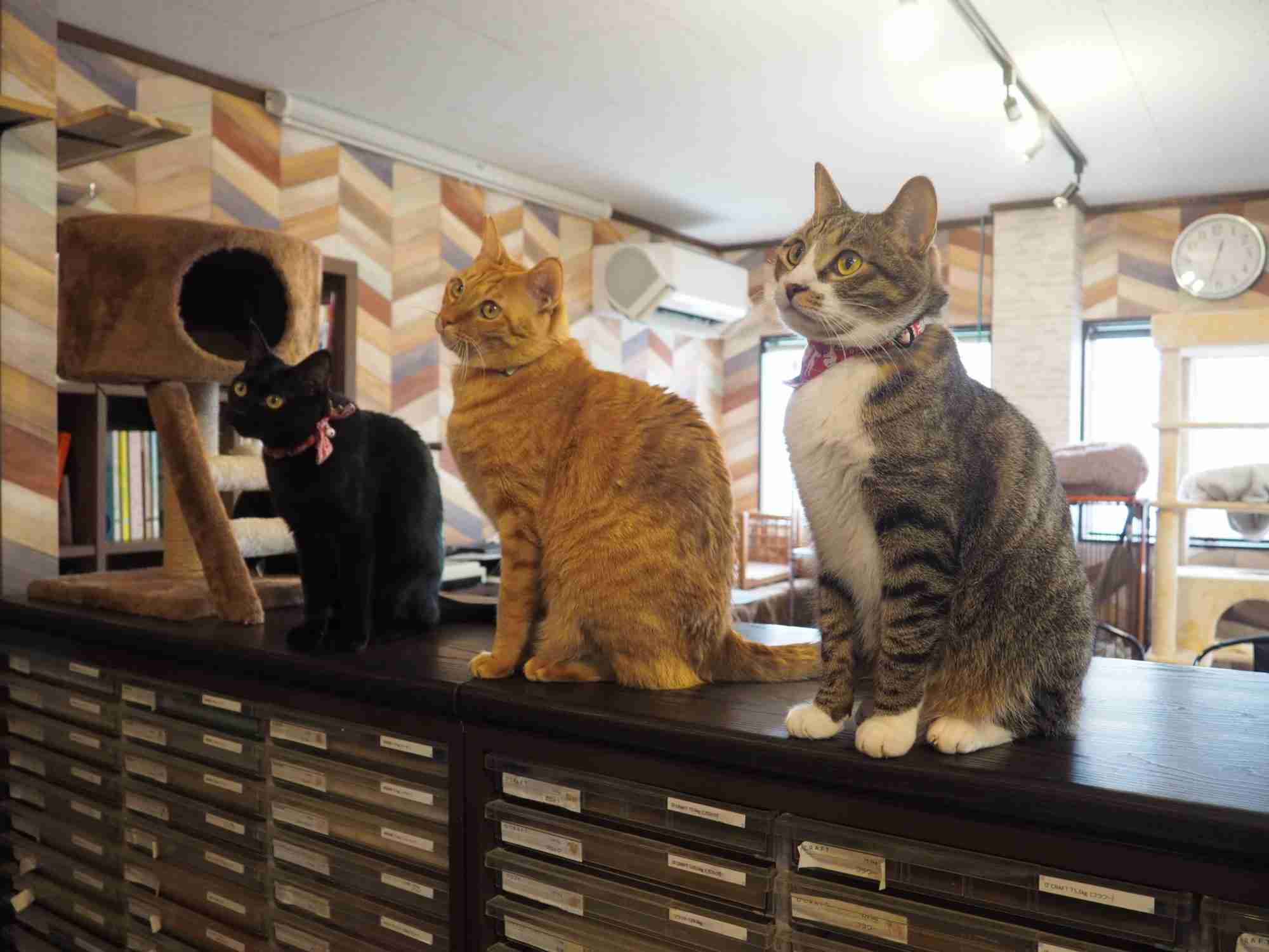 社猫8匹の働きぶりがスゴい！印刷会社が“猫から発想して大人気になった企画”とは | 女子SPA！