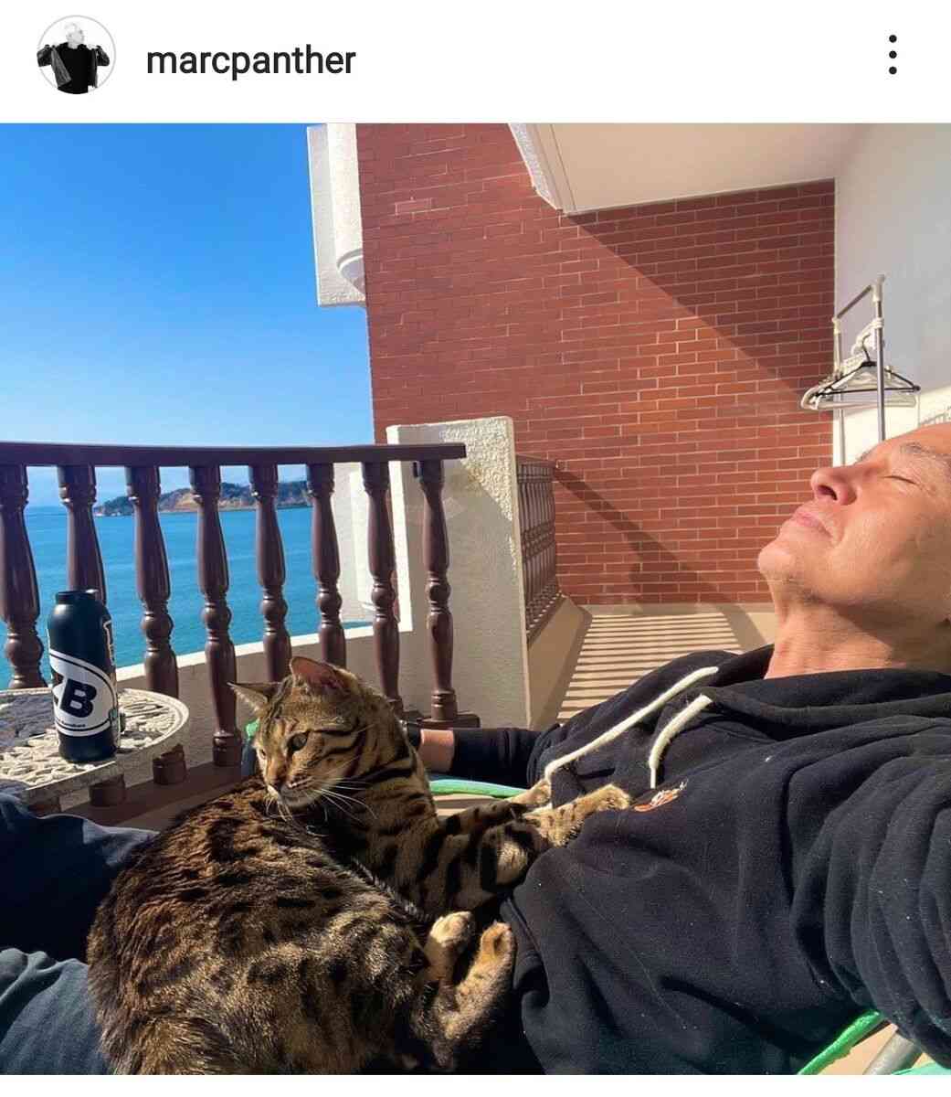 マーク・パンサー、行方不明になった２歳愛猫が「天国に行きました」と報告…「本当にごめんなさい」 : スポーツ報知