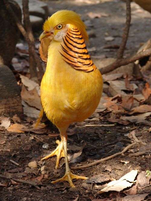 黄金金鶏 - ひょいとブラリ