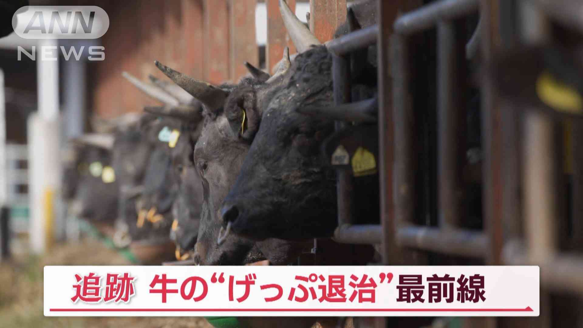 牛の“げっぷ”退治へ…「メタンガス減らすエサ」発見　奇跡の“サステナブル和牛”も