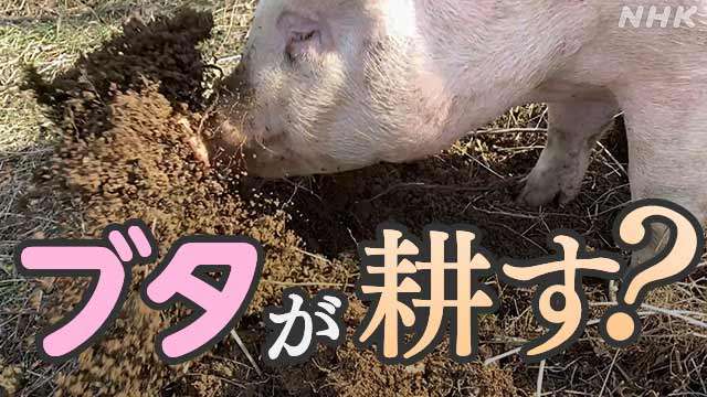 「ブタが耕す！？」山肌で放牧をする意外なワケとは？ | NHK | ビジネス特集