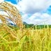 雀の社 on Twitter: 