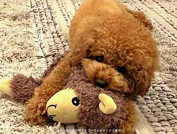 愛犬が毛布を吸いながら前足でふみふみ、これって心の病気かも？【ブランケットサッキング】について - 愛犬との旅行ならイヌトミィ