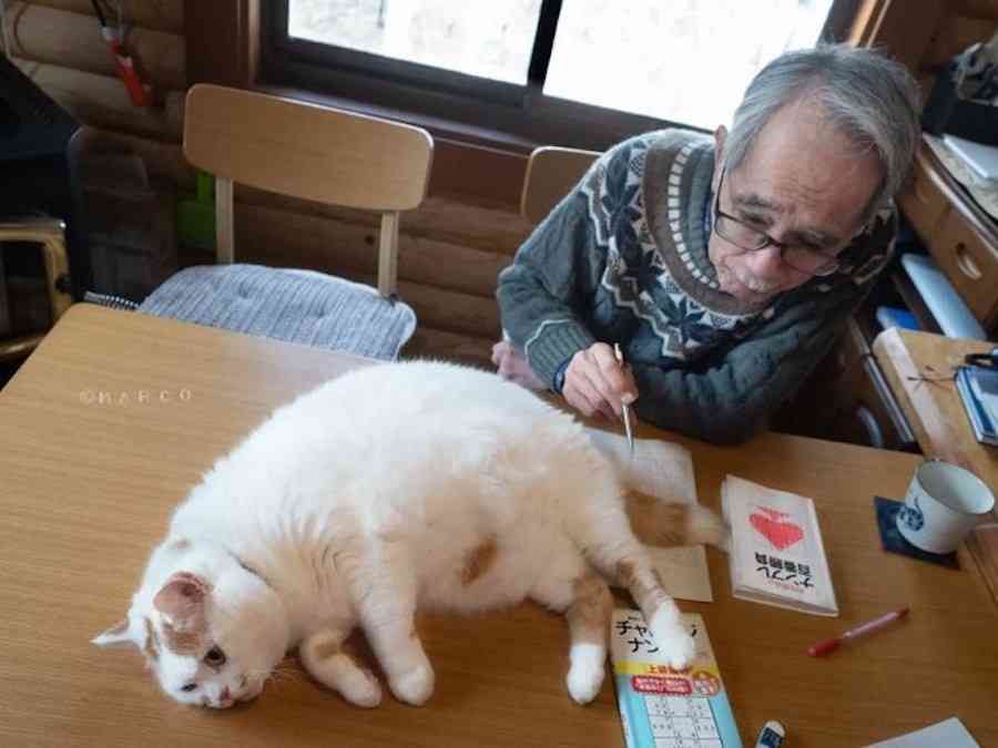 愛猫に懐かれない！