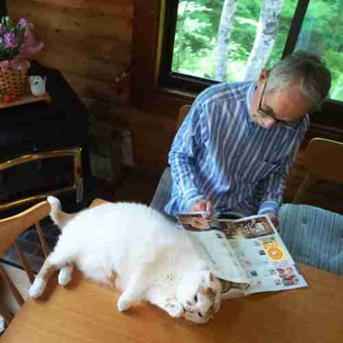 愛猫に懐かれない！