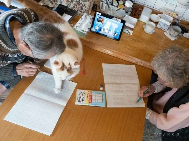 愛猫に懐かれない！