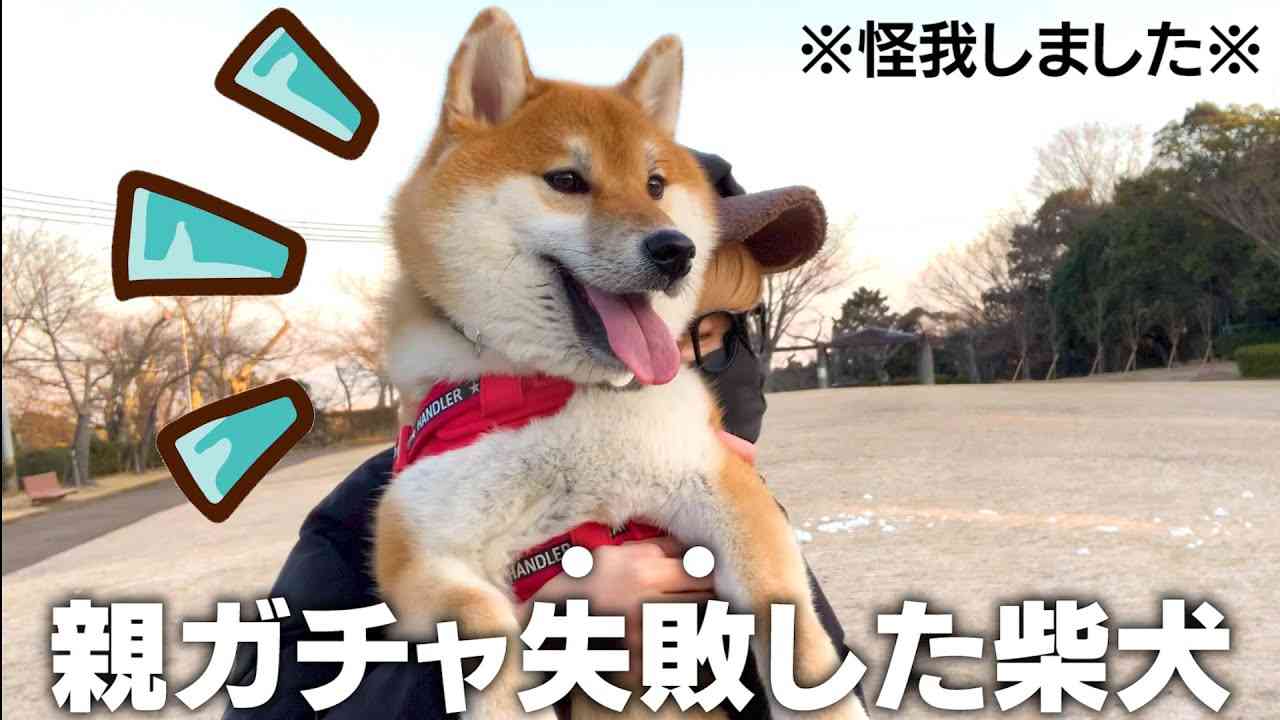 しっかり事故！騒がしすぎる散歩をする柴犬こまちゃんが可愛いすぎ...【和風総分家】 - YouTube
