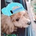タカコアラ? on Twitter: 