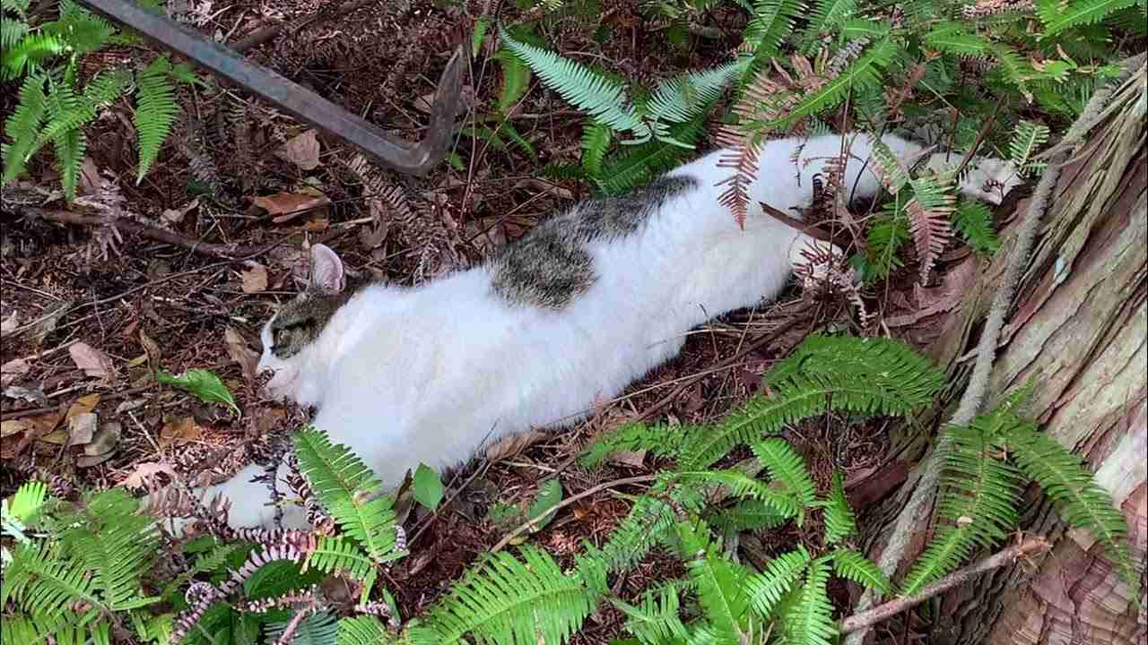ノネコがくくり罠にかかりバールで昏倒させ止め刺しのち解体して食べて毛皮や頭蓋骨標本作り - YouTube