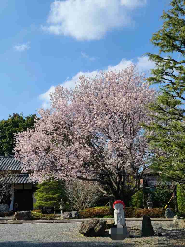 皆さんの近所の桜開花写真🌸